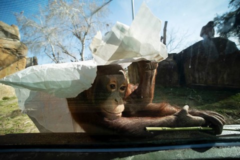 An orangutan sits behind glass inside a zoo enclosure, using a large piece of paper for shade,