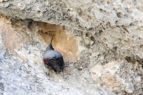 Wallcreeper (Tichodroma muraria), Turkey