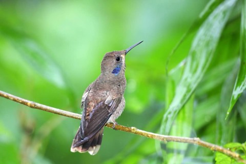 Brown Violet-ear in the rain. Colibri delphinae San Jose, Costa Rica 7 November Adult Trochilidae