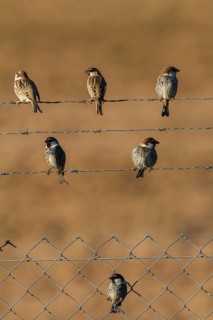 Spanish Sparrow (Passer hispaniolensis) males, Andalusia, Spain