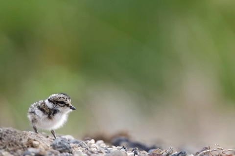Common Ringed Plover (Charadrius hiaticula) chick, Iceland