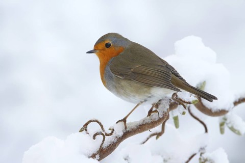 European Robin (Erithacus rubecula), Utrecht, Netherlands
