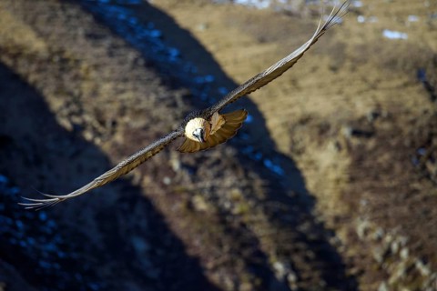 Animals, birds, vultures, bearded vultures, aerial view, lamb vultures, bird of prey, (Gypaetus