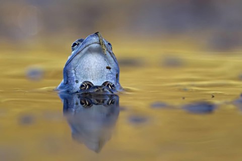 Moor Frog (Rana arvalis) pair mating in spawning pond, Saxony-Anhalt, Germany