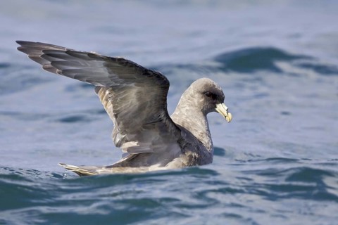 Northern Fulmar (Fulmarus glacialis), Washington, USA