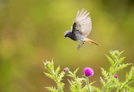 Black Redstart (Phoenicurus ochruros) male flying, Noordholland, Netherlands