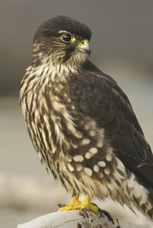 Merlin (Falco columbarius), Washington, USA