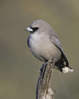 Black-faced Woodswallow (Artamus cinereus), Queensland, Australia