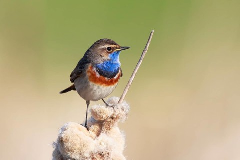 Bluethroat (Luscinia svecica cyanecula) male perched on a cattail, Netherlands