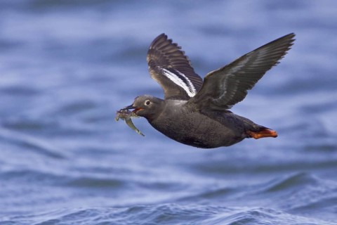 Pigeon Guillemot (Cepphus columba) flying, Washington, USA