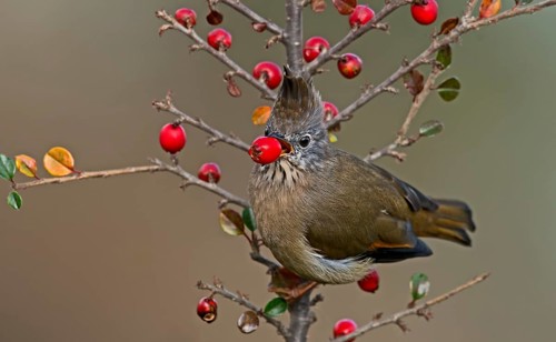 Stripe-throated Yuhina (Yuhina gularis) feeding on red berries, Darjeeling, India