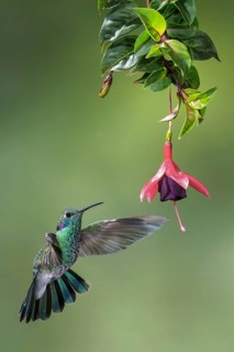 White-vented Violetear (Colibri serrirostris) flying and feeding at a flower in the Atlantic