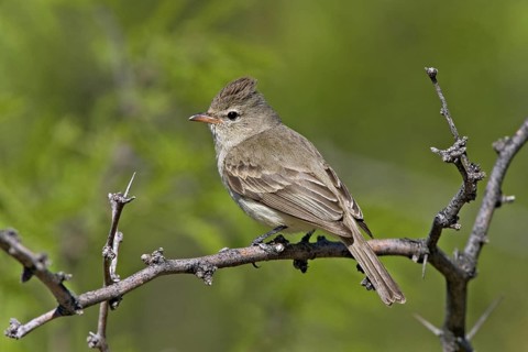 Northern Beardless-Tyrannulet Camptostoma imberbe Tucson, ARIZONA, United States 11 April Adult