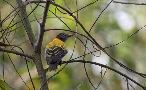 A black-hooded oriole (Oriolus xanthornus) on a tree branch, Sreepur, Gazipur, Bangladesh