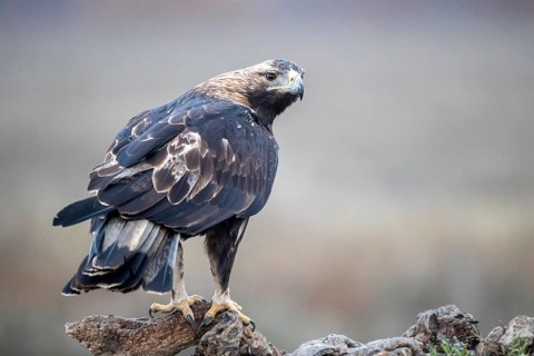 Spanish Imperial Eagle (Aquila adalberti), Castile-La Mancha, Spain