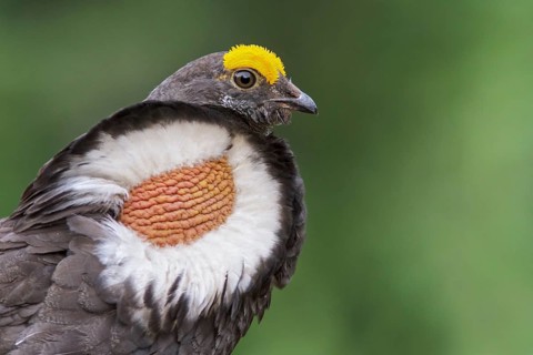 Sooty Grouse (Dendragapus fuliginosus) in the mountains of British Columbia, Canada