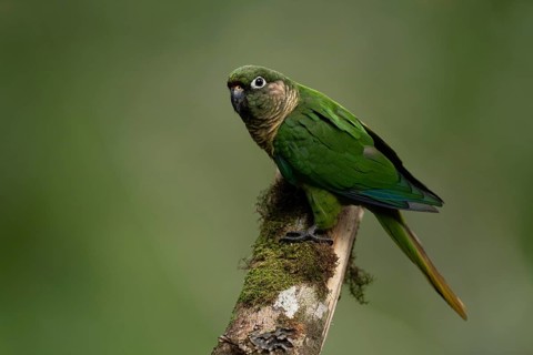 Maroon-bellied Parakeet (Pyrrhura frontalis) perched on a branch, Atlantic rainforest, Brazil