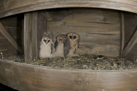 Western Barn Owl (Tyto alba) juvenile, Saxony, Germany