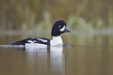 Barrow's Goldeneye (Bucephala islandica) male, British Columbia, Canada