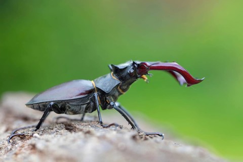 Stag beetle, (Lucanus cervus), insects, beetle Neuhofen, garden, Rhineland-Palatinate, Germany