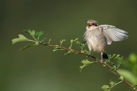 Red-backed Shrike (Lanius collurio) juvenile calling and flapping perched on a branch, North