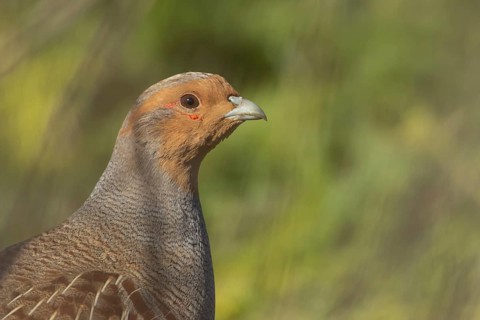 Grey or English or Hungarian partridge (Perdix perdix) adult game bird head portrait, Suffolk,