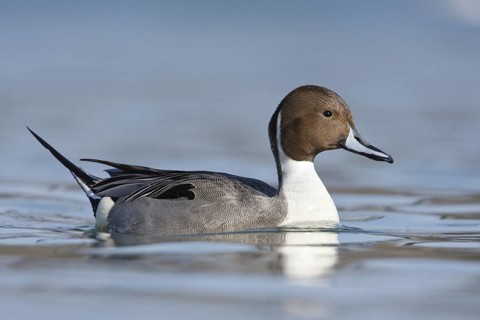 Northern Pintail (Anas acuta) male, Baden-Wuerttemberg, Germany