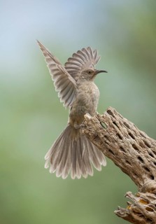 Curve-billed Thrasher (Toxostoma curvirostre), Arizona, USA