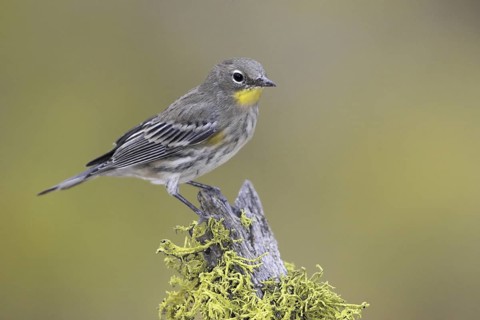 Audubon's Warbler (Setophaga auduboni), Oregon, USA