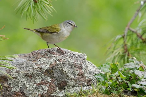 Tennessee Warbler (Leiothlypis peregrina) perched on the ground, Texas, USA