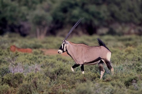 Oryx gazella, South African spikebuck, adult, running, foraging, Mokala National Park, Northern