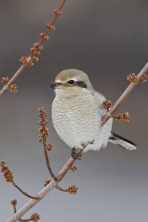 Great Grey Shrike (Lanius excubitor) female, Ontario, Canada