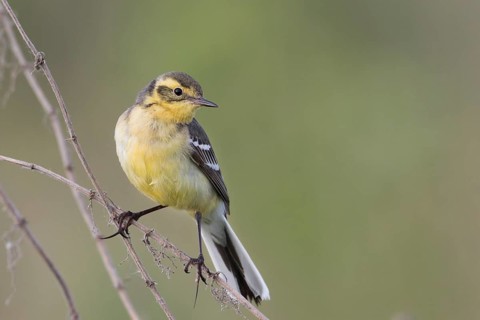 Citrine Wagtail - Zitronenstelze - Motacilla citreola ssp. citreola, Russia