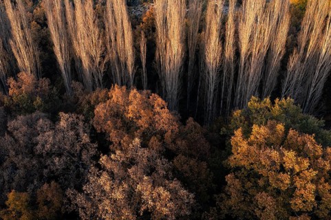 An aerial shot capturing the rich hues of autumn with a mix of golden and green trees interspersed