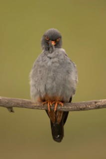 Red-footed Falcon (Falco vespertinus) adult male preening, perched on a branch, Serbia