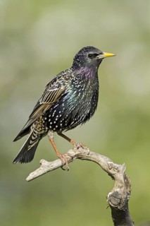 Common Starling (Sturnus vulgaris), Lower Saxony, Germany