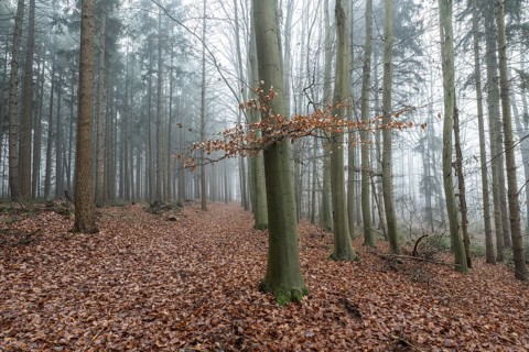 Forest landscape in fog, Emsland, Lower Saxony, Germany