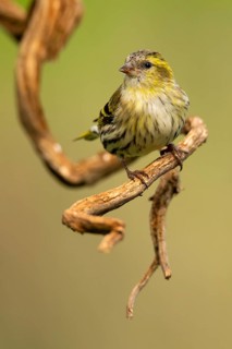 A vibrant European siskin, Spinus spinus, rests on a curled vine, showcasing its distinct yellow
