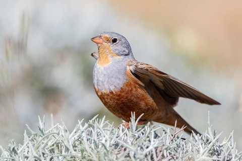 Cretzschmar's Bunting (Emberiza caesia) male, Lesvos, Greece