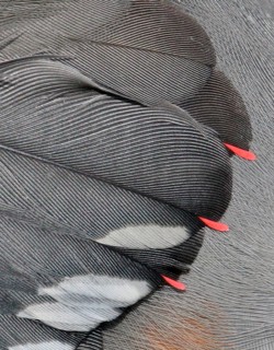 Bohemian Waxwing (Bombycilla garrulus) waxy tips, Saskatchewan, Canada