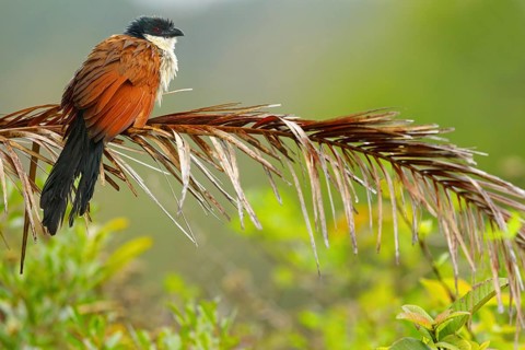 Tiputip, White-browed Coucal, (Burchells Coucal), Centropus superciliosus burchelli, White-browed