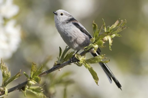 Long-tailed Tit (Aegithalos caudatus), Saxony, Germany