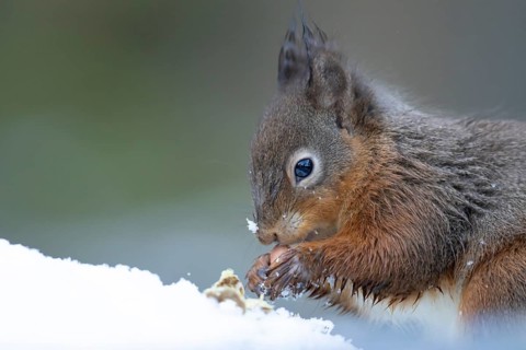 Red squirrel (Sciurus vulgaris) adult animal feeding on a nut in snow in winter, England, United