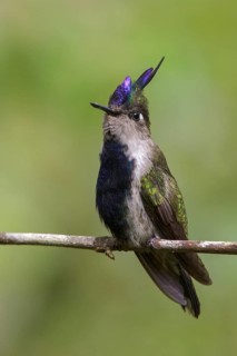 Plovercrest (Stephanoxis lalandi) perched on a branch in the Atlantic rainforest of southeast