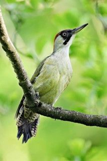 Green woodpecker, (Picus viridis), female sitting on a branch, Canton Zug, Switzerland