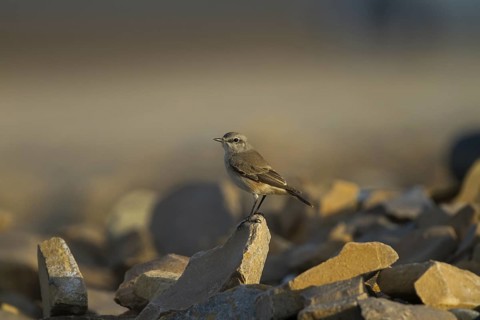 Red-tailed Wheatear (Oenanthe chrysopygia), Oman