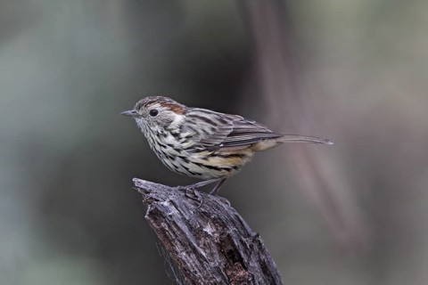Speckled Warbler (Pyrrholaemus sagittatus) female, Australian Capital Territory, Australia
