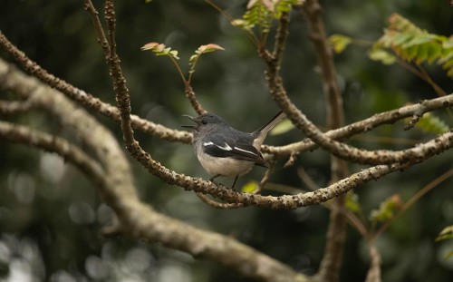A Oriental magpie-robin (Copsychus saularis) on tree branch, Sreepur, Gazipur, Bangladesh