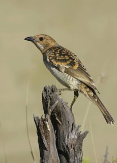 Spotted Bowerbird (Chlamydera maculata), Queensland, Australia