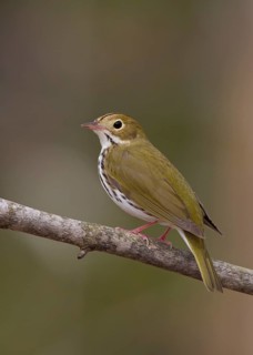 Ovenbird (Seiurus aurocapilla) male, Michigan, USA